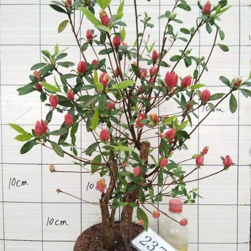 映山红映山红盆栽盆景下山桩树桩室内绿植花卉红花杜鹃花植物