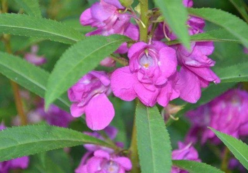 凤仙花种