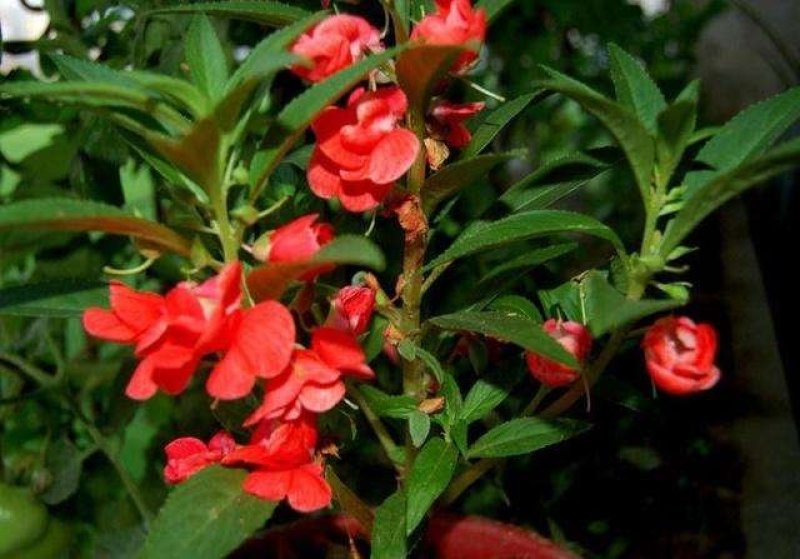 凤仙花种