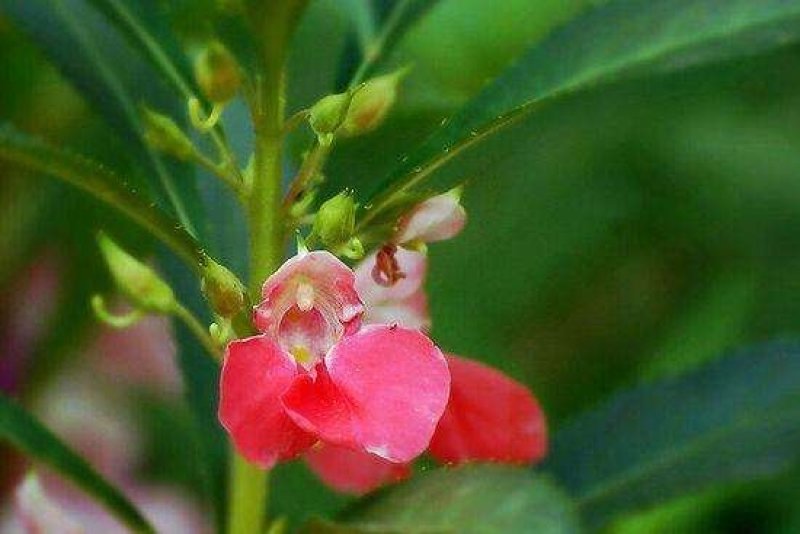 凤仙花种