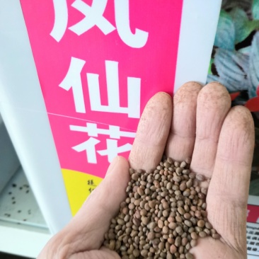 凤仙花种
