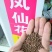 凤仙花种