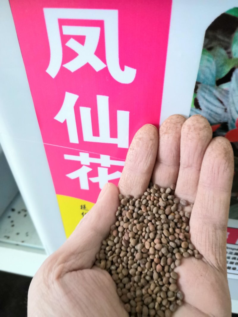 凤仙花种