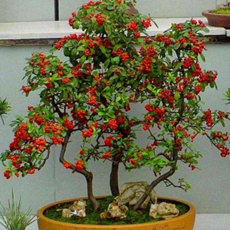 湖北火棘下山桩吉祥果火把果火棘苗观花观果盆景花卉植物树桩