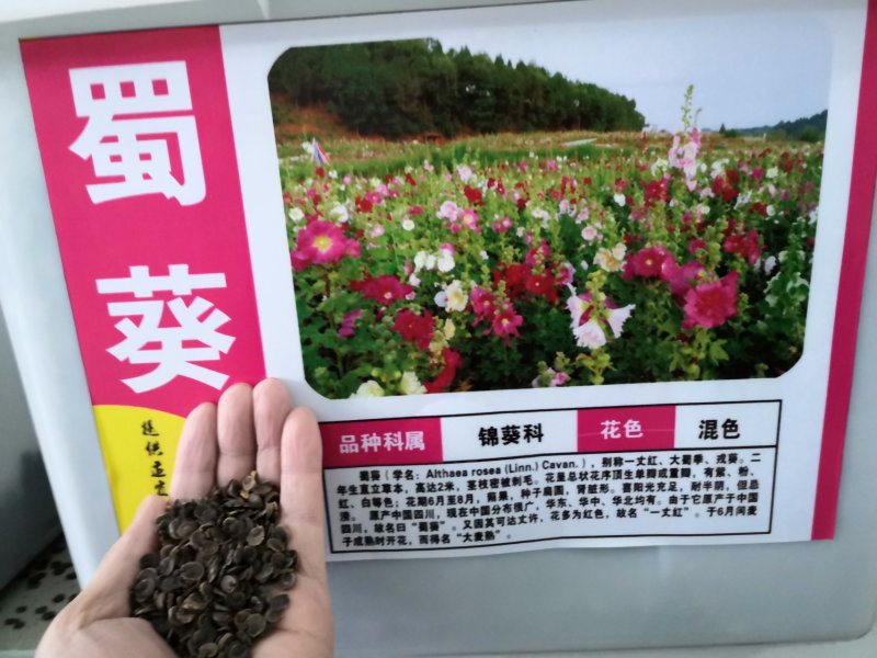 蜀葵重瓣大花种籽子一丈红花苗花卉种孑好养易活的花四季开花