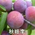 李子树苗早熟晚熟秋姬李苗南北方种植盆栽地栽苗