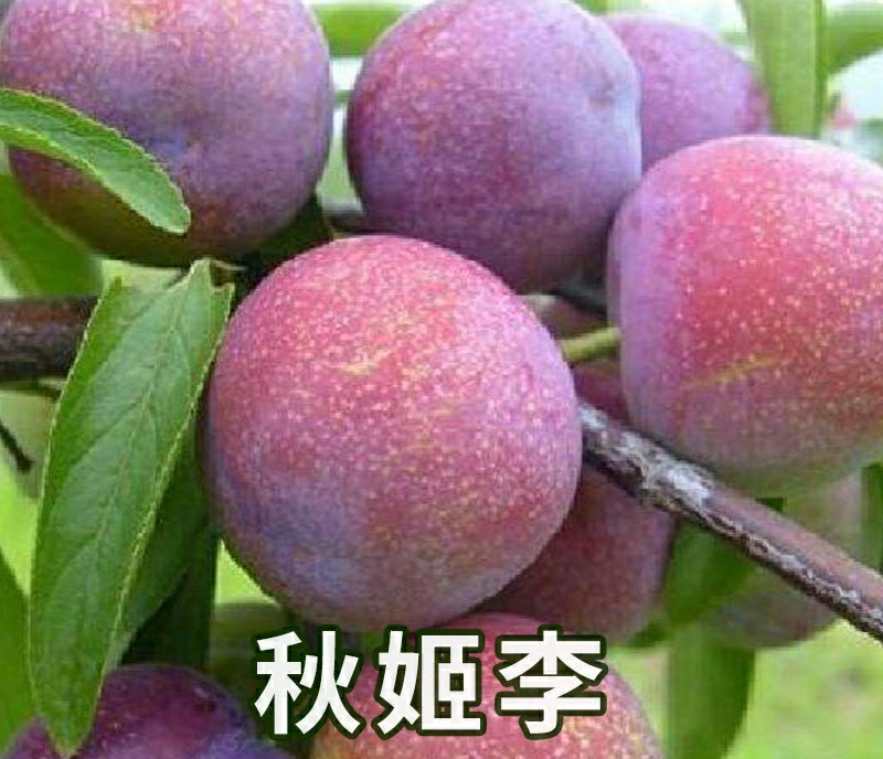 李子树苗早熟晚熟秋姬李苗南北方种植盆栽地栽苗