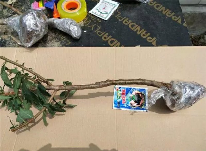 李子树苗早熟晚熟秋姬李苗南北方种植盆栽地栽苗
