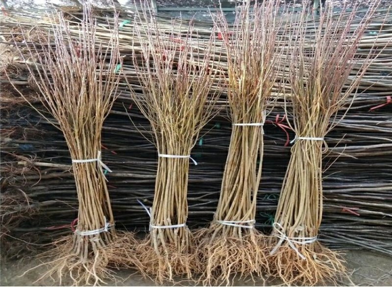 李子树苗早熟晚熟秋姬李苗南北方种植盆栽地栽苗