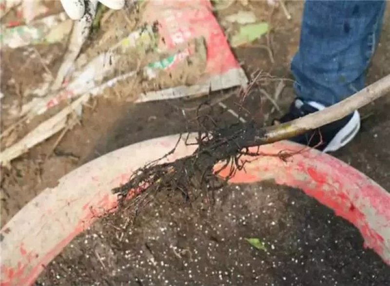 李子树苗早熟晚熟秋姬李苗南北方种植盆栽地栽苗