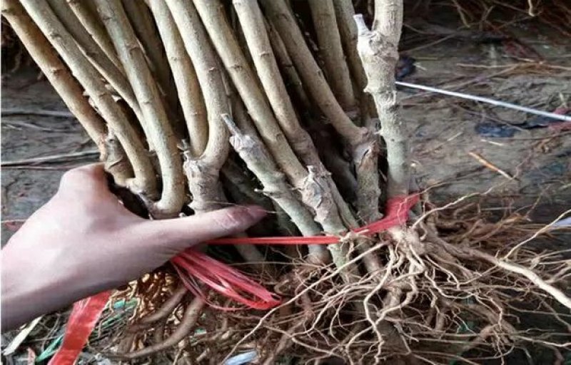 李子树苗早熟晚熟秋姬李苗南北方种植盆栽地栽苗