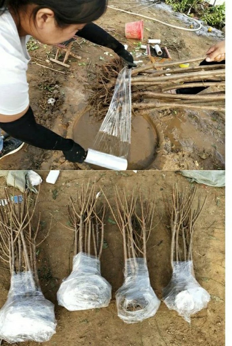 李子树苗早熟晚熟秋姬李苗南北方种植盆栽地栽苗