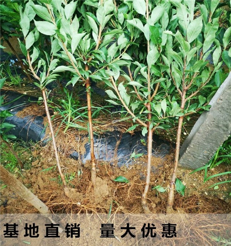 李子树苗早熟晚熟秋姬李苗南北方种植盆栽地栽苗