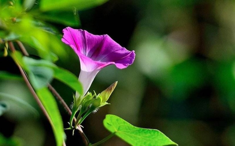 超级重瓣矮牵牛花苗矮牛花种子花卉盆栽带花室外典雅四季开花