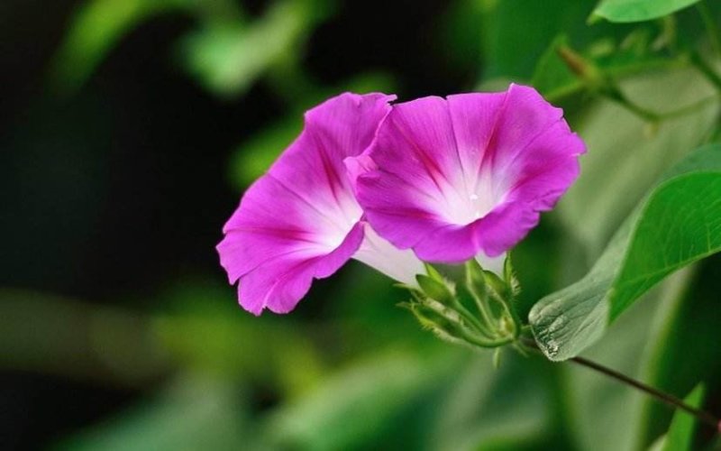 超级重瓣矮牵牛花苗矮牛花种子花卉盆栽带花室外典雅四季开花