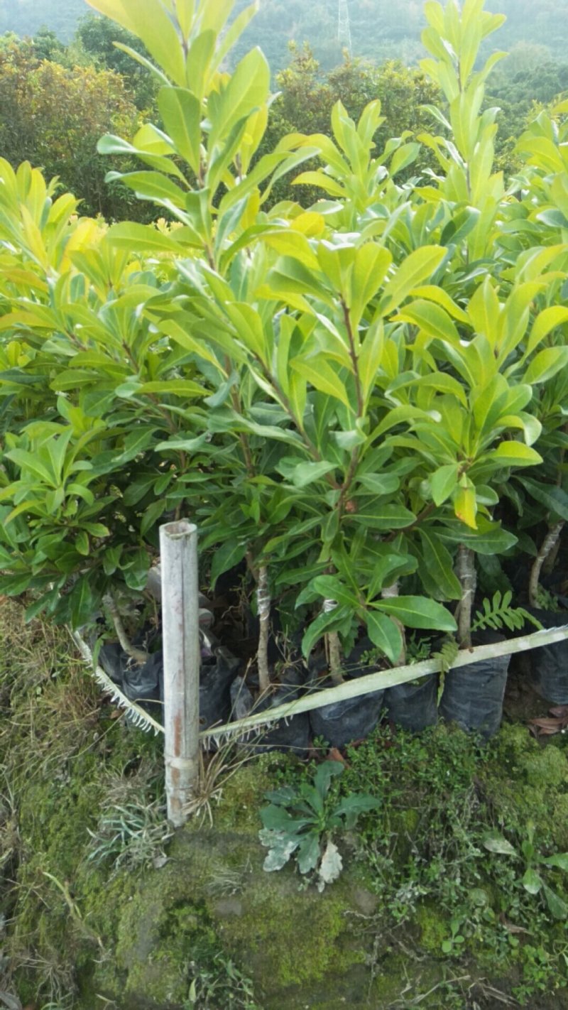 东魁杨梅苗20公分高起苗需要联系