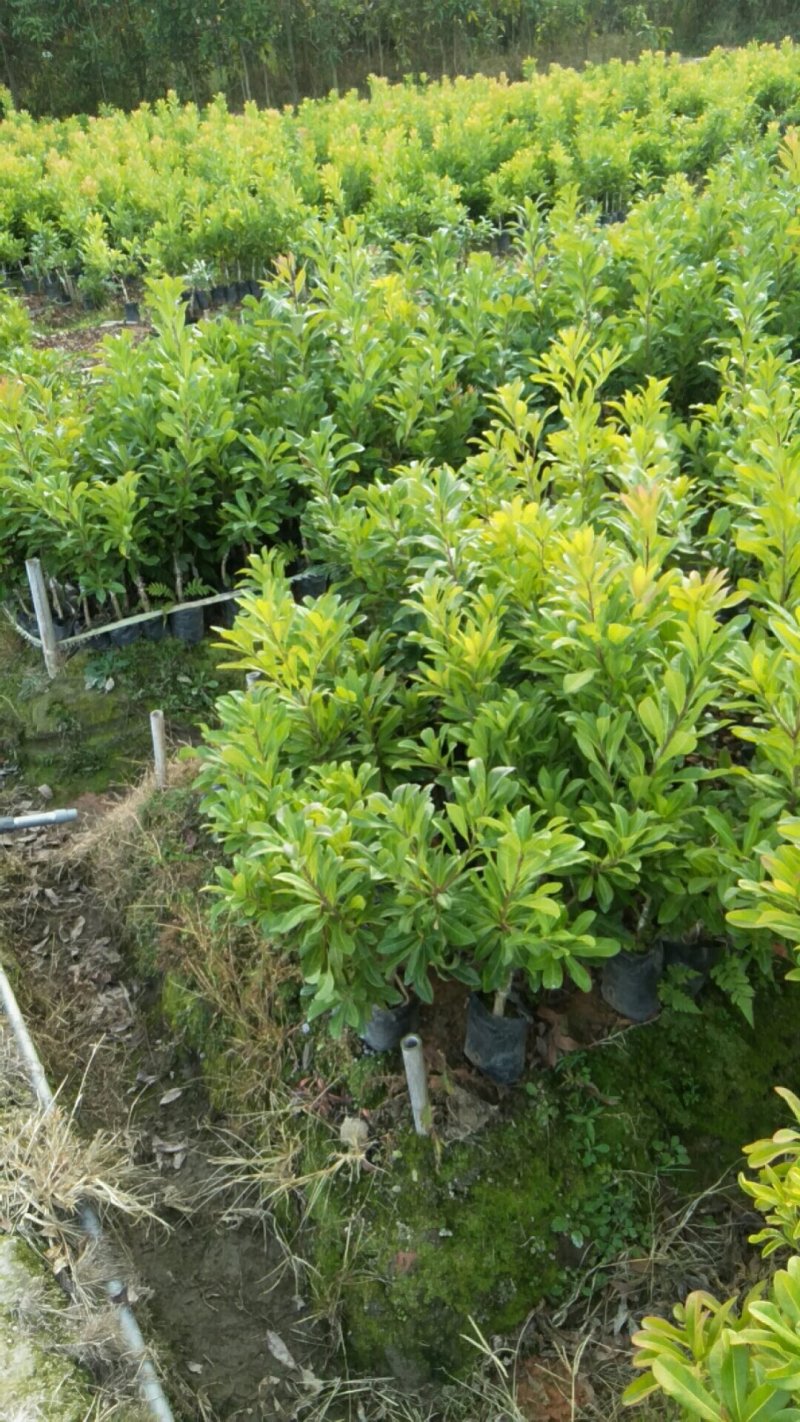 东魁杨梅苗20公分高起苗需要联系