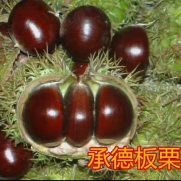 嫁接板栗树苗节节红板栗苗承德板栗苗南方北方种植