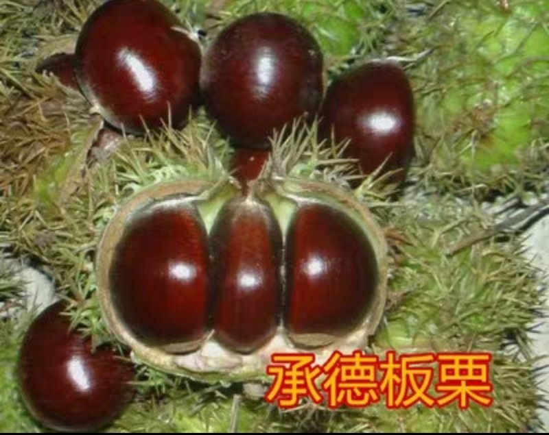 嫁接板栗树苗节节红板栗苗承德板栗苗南方北方种植