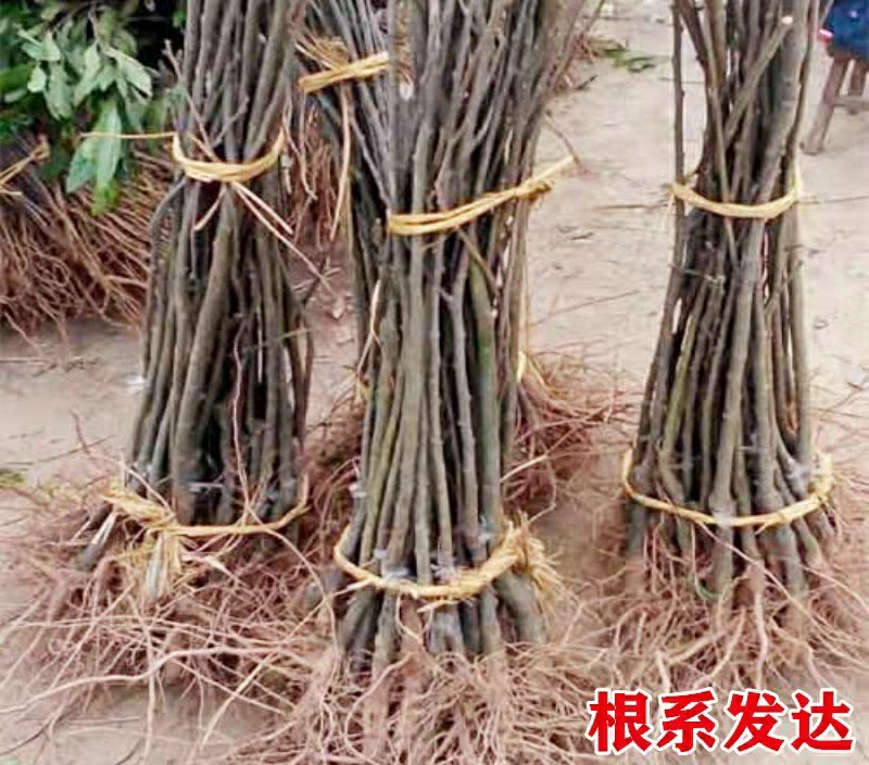 嫁接板栗树苗节节红板栗苗承德板栗苗南方北方种植