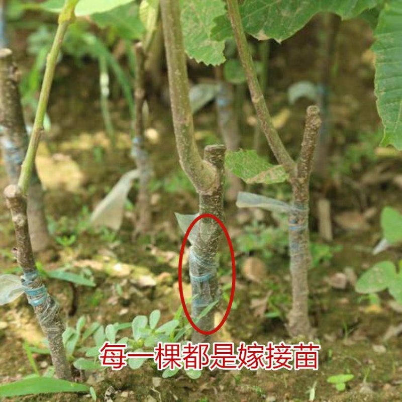 嫁接板栗树苗节节红板栗苗承德板栗苗南方北方种植
