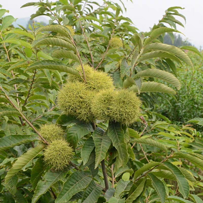 嫁接板栗树苗节节红板栗苗承德板栗苗南方北方种植