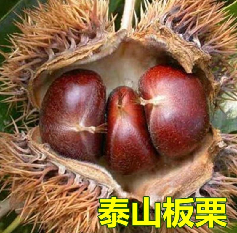 嫁接板栗树苗节节红板栗苗承德板栗苗南方北方种植