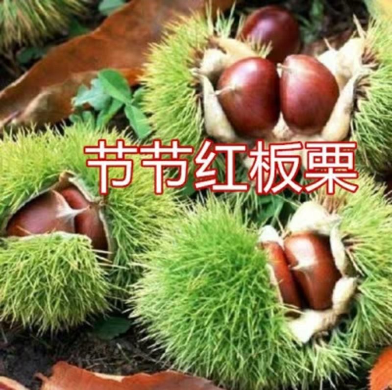 嫁接板栗树苗节节红板栗苗承德板栗苗南方北方种植