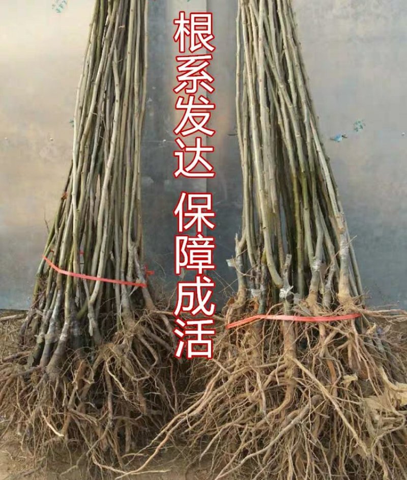 嫁接板栗树苗节节红板栗苗承德板栗苗南方北方种植
