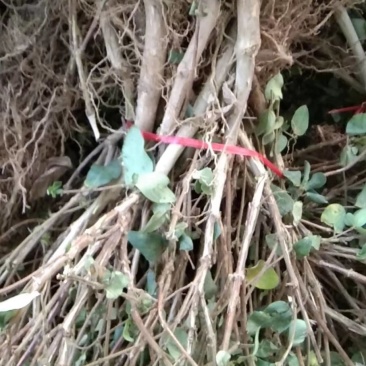 金银花苗，树形金银花