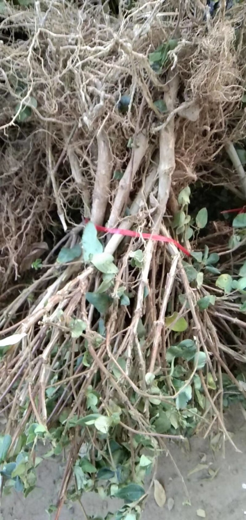 金银花苗，树形金银花