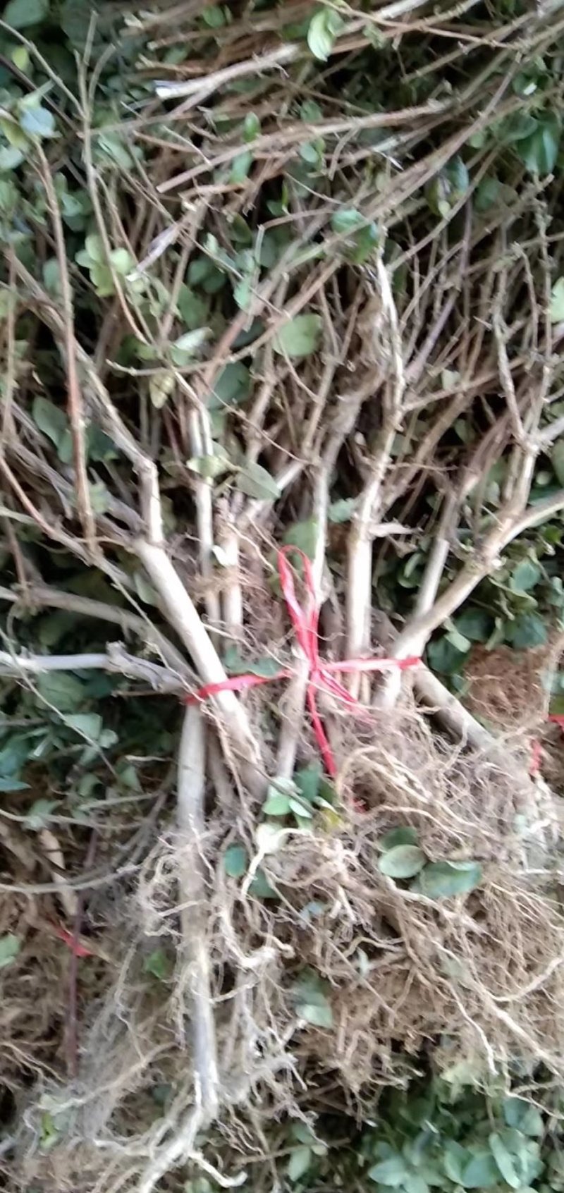 金银花苗，树形金银花