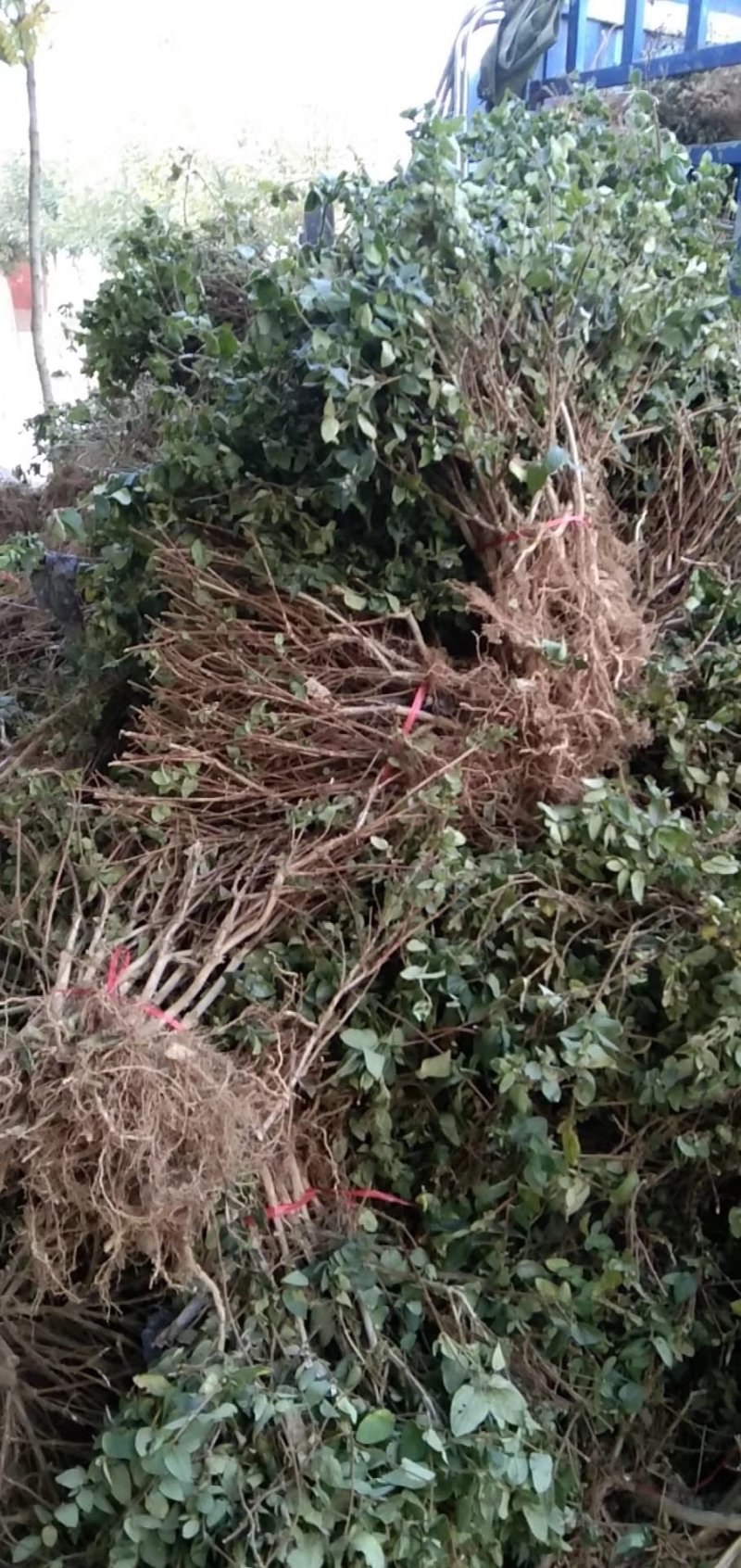 金银花苗，树形金银花