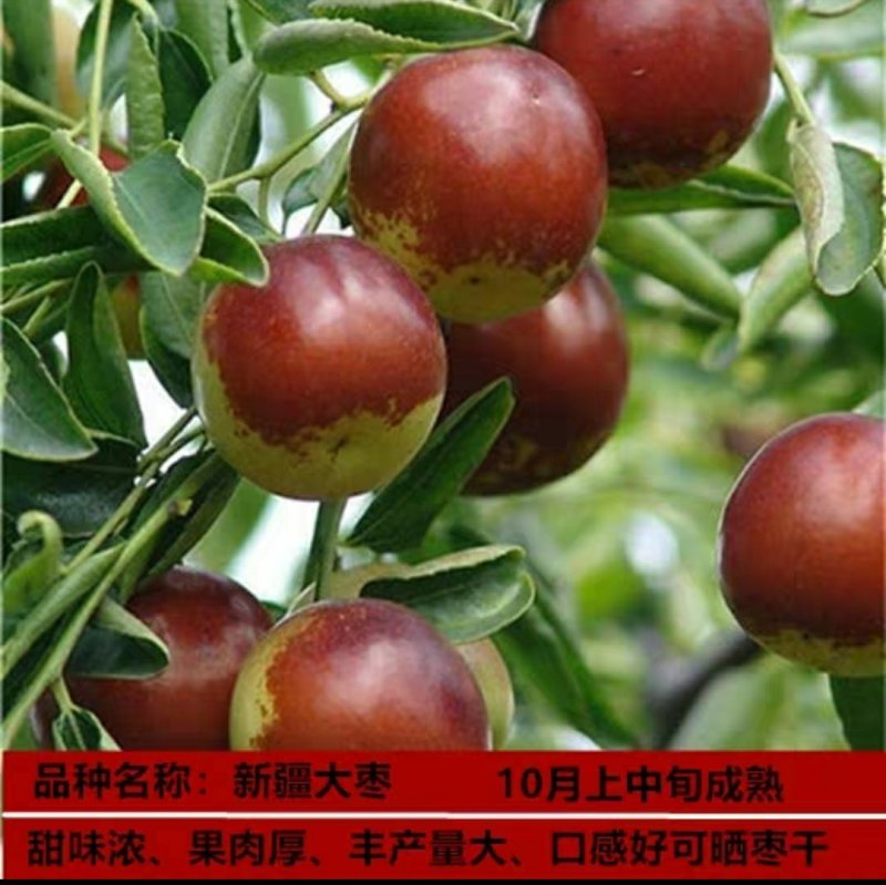 枣树苗嫁接苗和田国光雪枣新疆大枣树苗南方北方种植