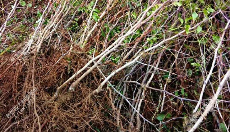 枣树苗嫁接苗和田国光雪枣新疆大枣树苗南方北方种植