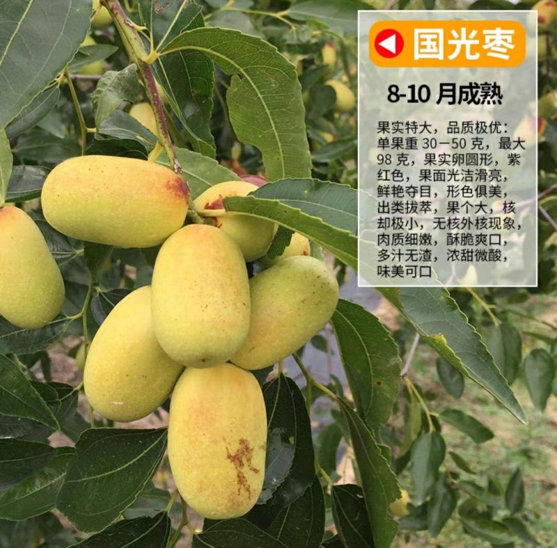 枣树苗嫁接苗和田国光雪枣新疆大枣树苗南方北方种植