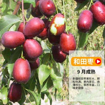 枣树苗嫁接苗和田国光雪枣新疆大枣树苗南方北方种植