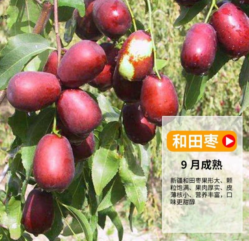 枣树苗嫁接苗和田国光雪枣新疆大枣树苗南方北方种植