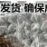 枣树苗嫁接苗和田国光雪枣新疆大枣树苗南方北方种植