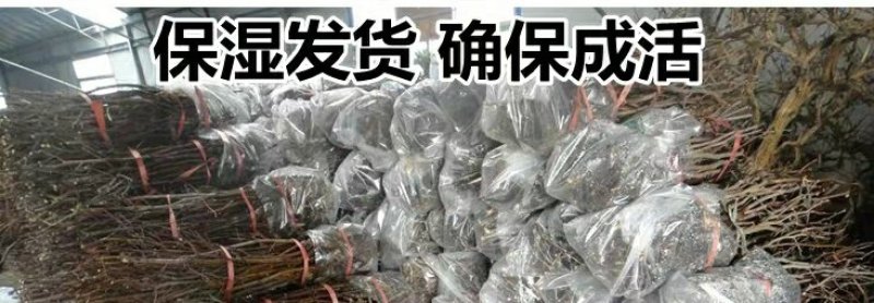 枣树苗嫁接苗和田国光雪枣新疆大枣树苗南方北方种植