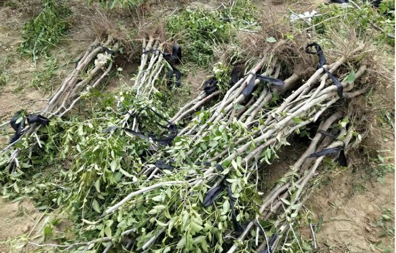 枣树苗嫁接苗和田国光雪枣新疆大枣树苗南方北方种植