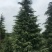 大量供应雪松，大小规格齐全，欢迎新老客户订购