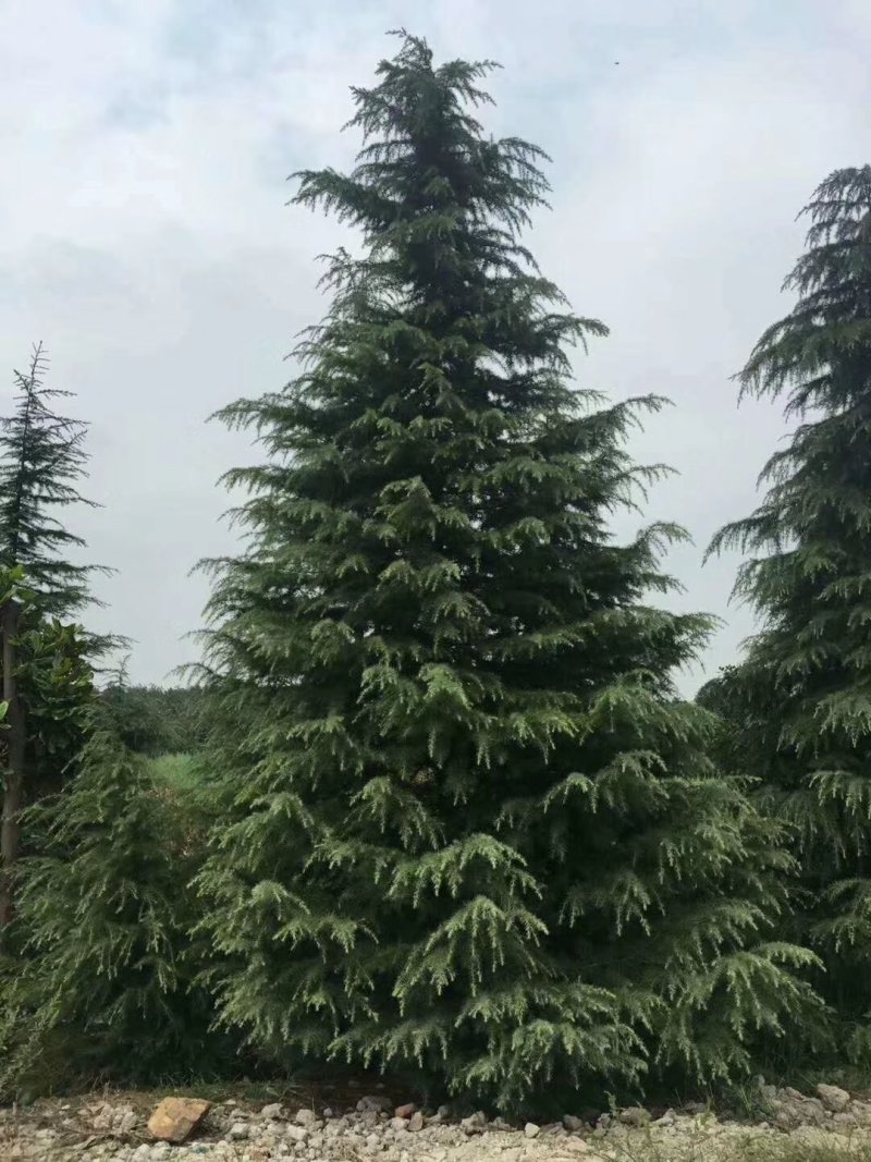 大量供应雪松，大小规格齐全，欢迎新老客户订购