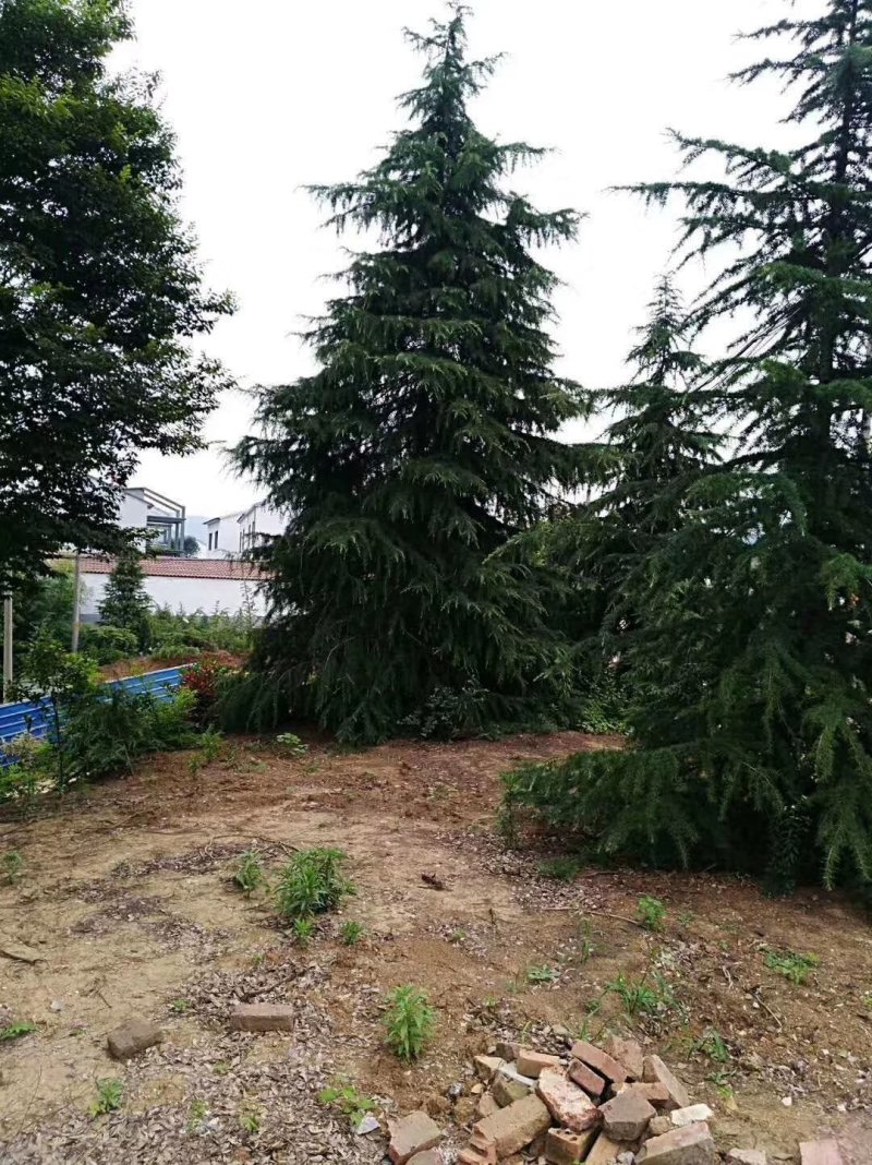 大量供应雪松，大小规格齐全，欢迎新老客户订购