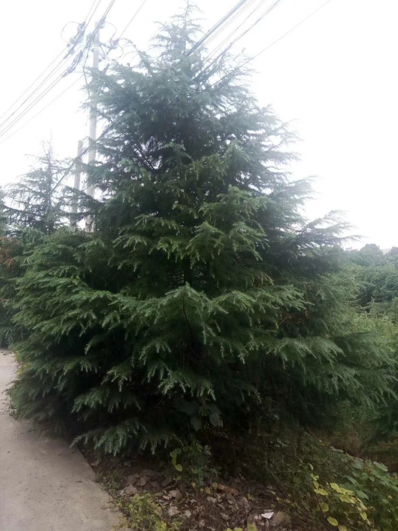 大量供应雪松，大小规格齐全，欢迎新老客户订购