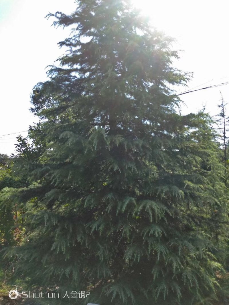 大量供应雪松，大小规格齐全，欢迎新老客户订购