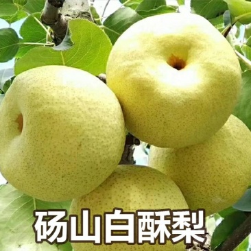 嫁接梨树苗砀山白酥梨树苗梨子树苗南方北方种植