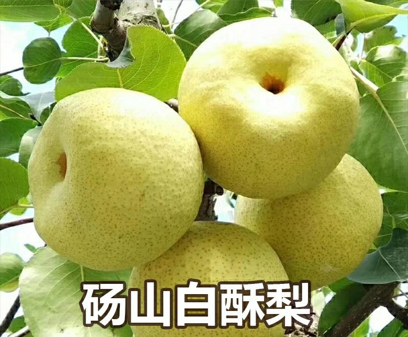 嫁接梨树苗砀山白酥梨树苗梨子树苗南方北方种植