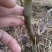 嫁接梨树苗砀山白酥梨树苗梨子树苗南方北方种植