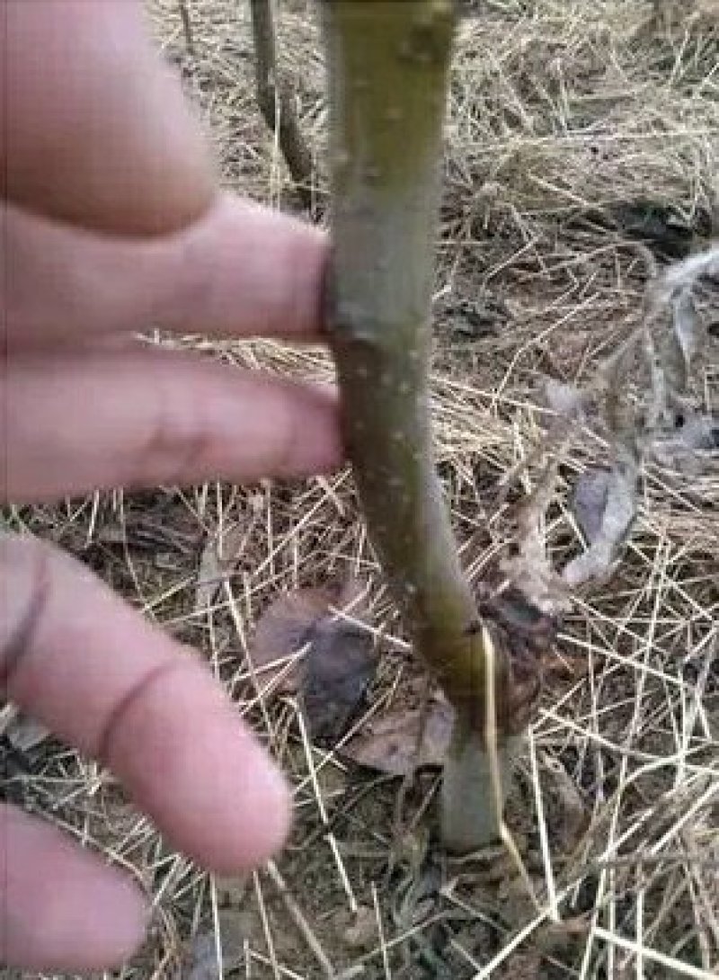 嫁接梨树苗砀山白酥梨树苗梨子树苗南方北方种植
